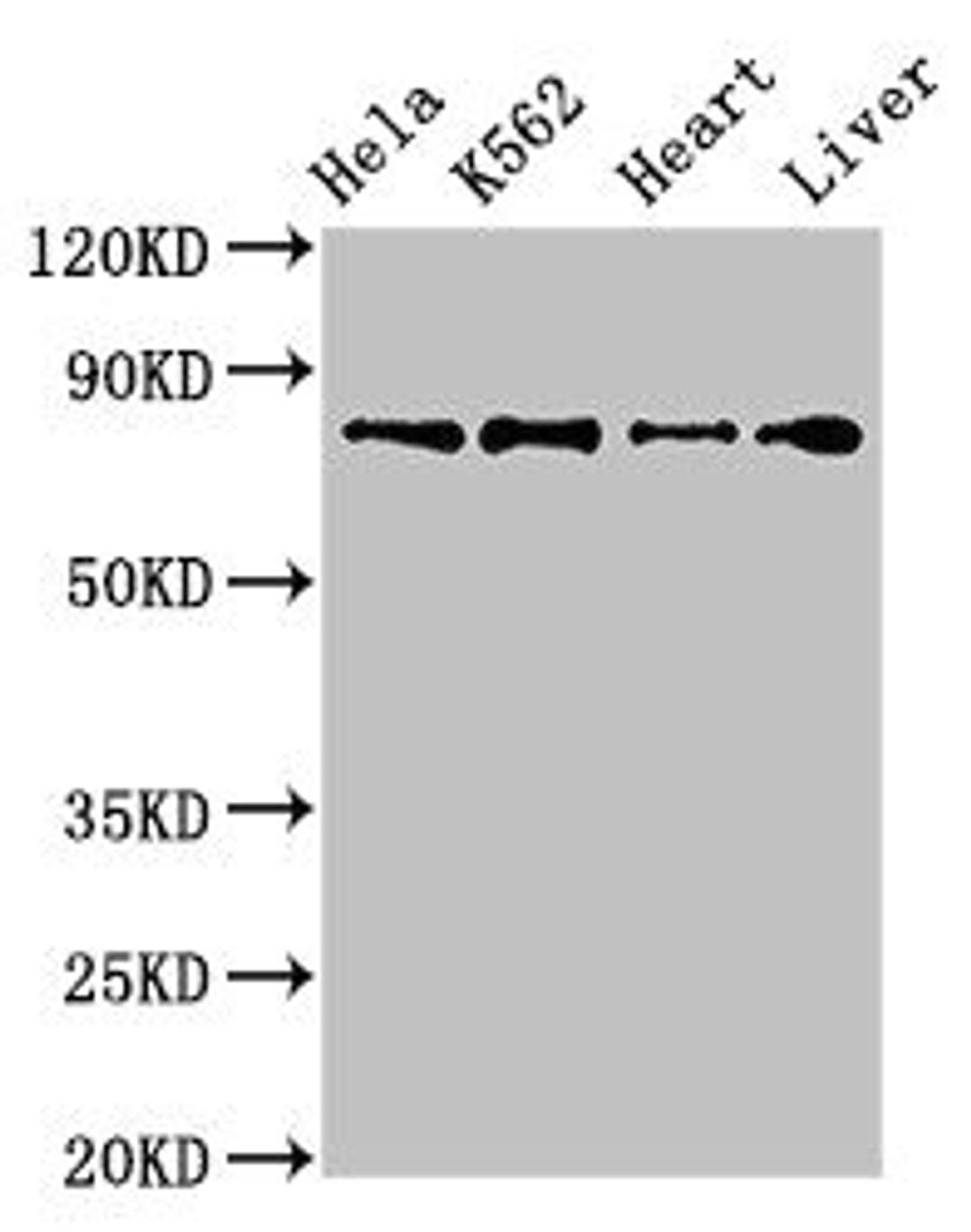 Western Blot. Positive WB detected in: Hela whole cell lysate, K562 whole cell lysate, Mouse heart tissue, Rat liver tissue. All lanes: RGL2 antibody at 3.2ug/ml. Secondary. Goat polyclonal to rabbit IgG at 1/50000 dilution. Predicted band size: 84, 51 kDa. Observed band size: 84 kDa.