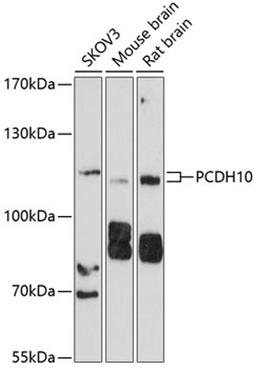 Western blot - PCDH10 antibody (A10150)