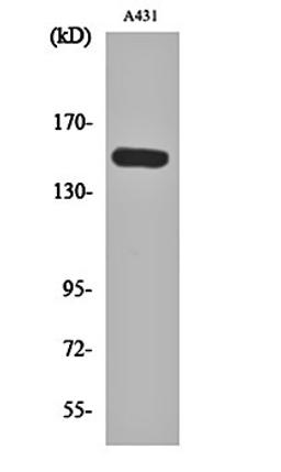 Western blot analysis of A431 cell lysates using PLC beta 3 (phospho-S1105) antibody