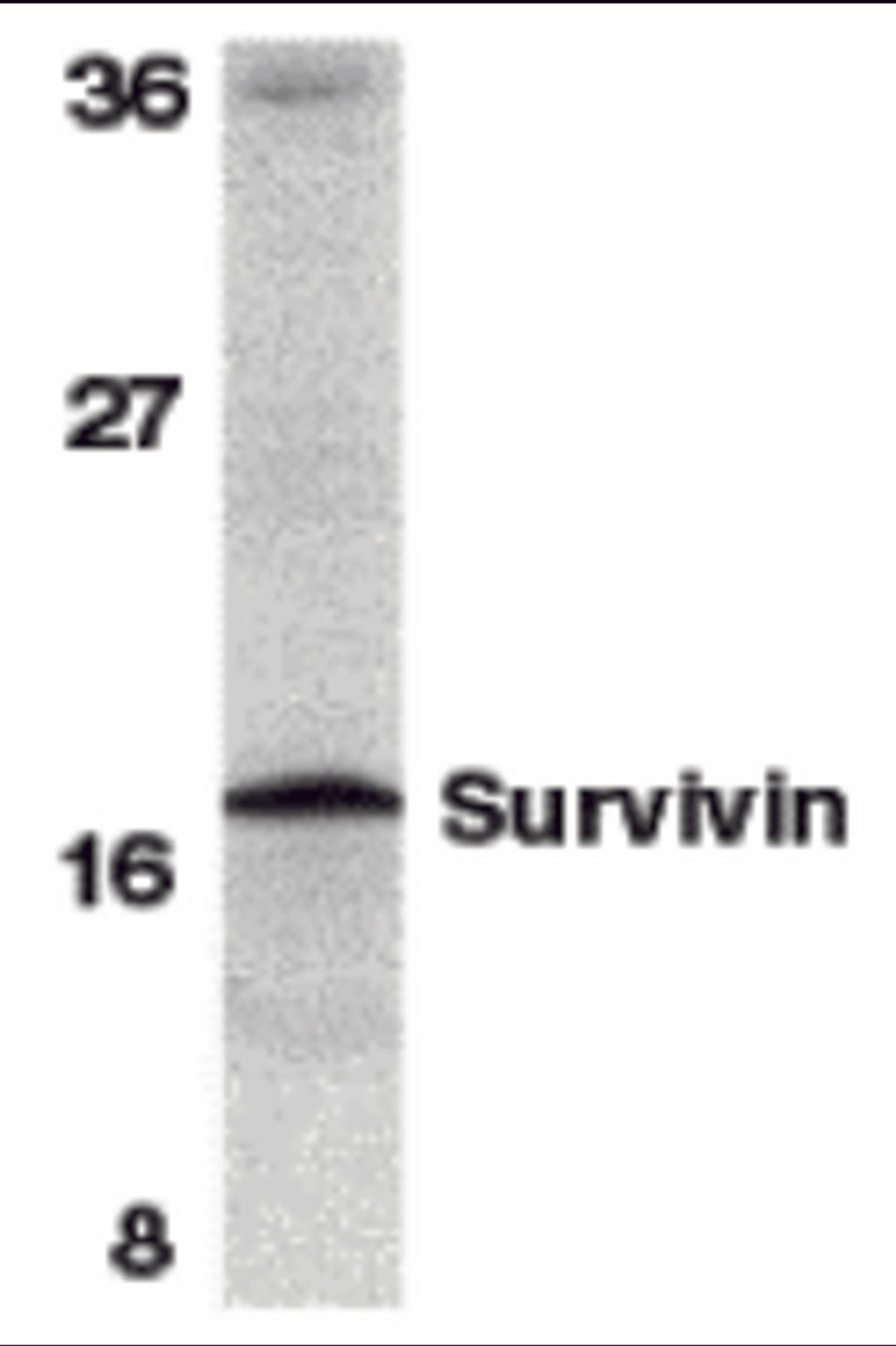 Western blot analysis of survivin in mouse spleen tissue lysate with survivin antibody at 1 μg/mL.