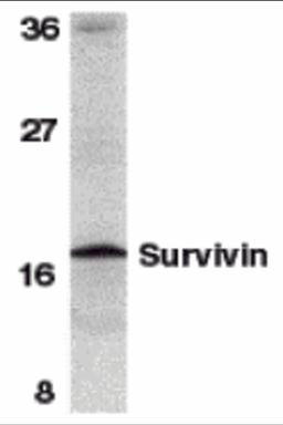 Western blot analysis of survivin in mouse spleen tissue lysate with survivin antibody at 1 μg/mL.