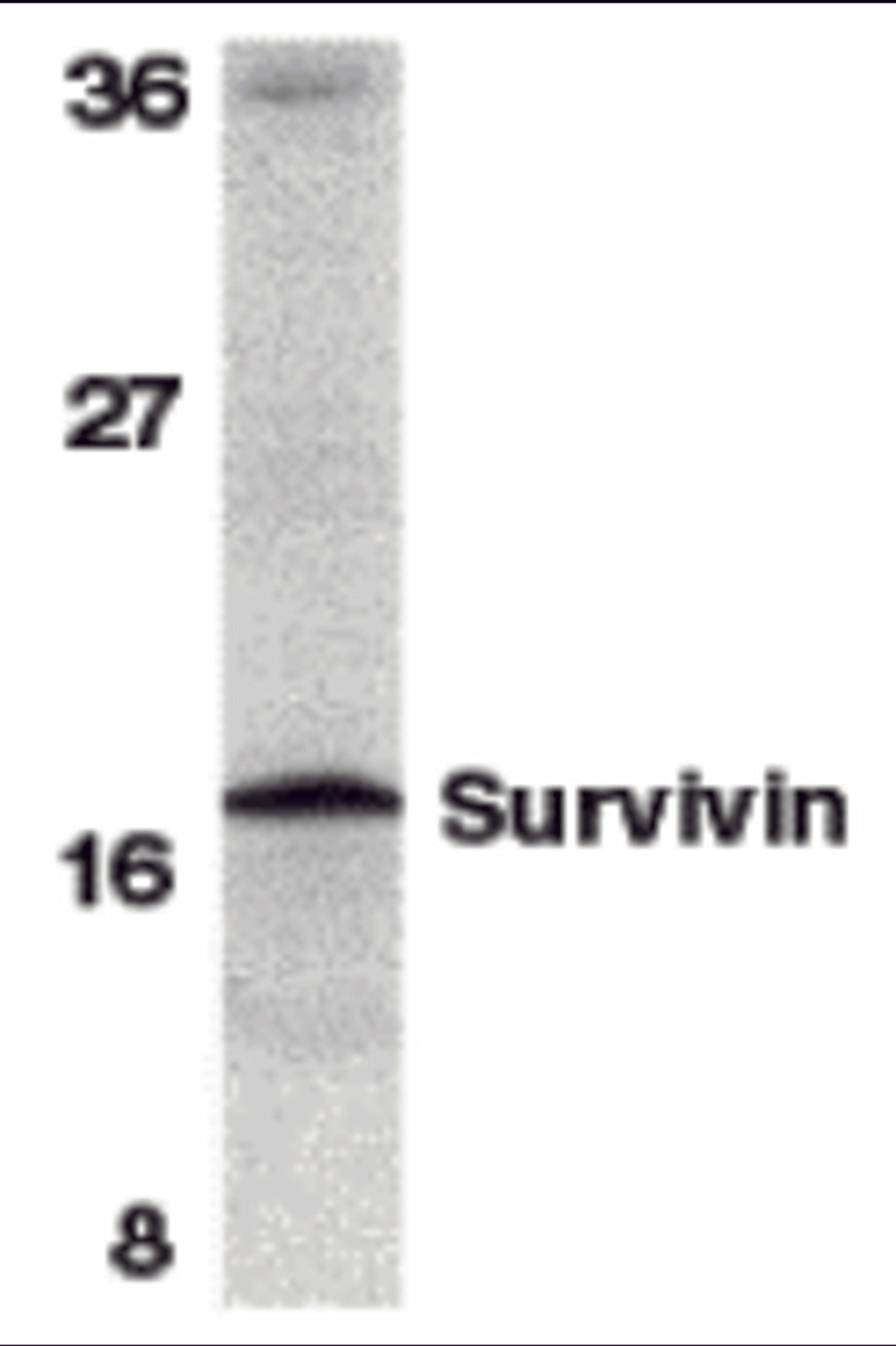 Western blot analysis of survivin in mouse spleen tissue lysate with survivin antibody at 1 μg/mL.
