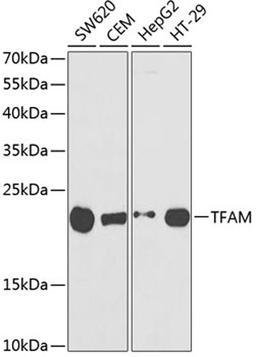 Western blot - TFAM antibody (A1926)