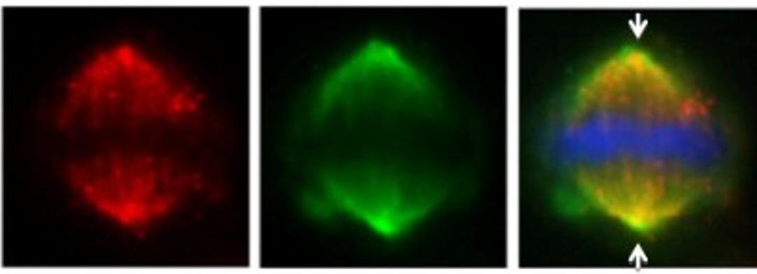 Immunocytochemistry/Immunofluorescence: FAM29A Antibody [NBP2-16416] - ( IFA using NBP2-16416 at 1: 500; red) co-localizes at the mitotic spindle with Hice1-GFP (HAUS-GFP; green) in U2OS cells. DAPI staining (blue) shows mitotic chromosomes. Arrows indicate spindle poles.