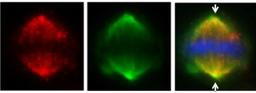 Immunocytochemistry/Immunofluorescence: FAM29A Antibody [NBP2-16416] - ( IFA using NBP2-16416 at 1: 500; red) co-localizes at the mitotic spindle with Hice1-GFP (HAUS-GFP; green) in U2OS cells. DAPI staining (blue) shows mitotic chromosomes. Arrows indicate spindle poles.