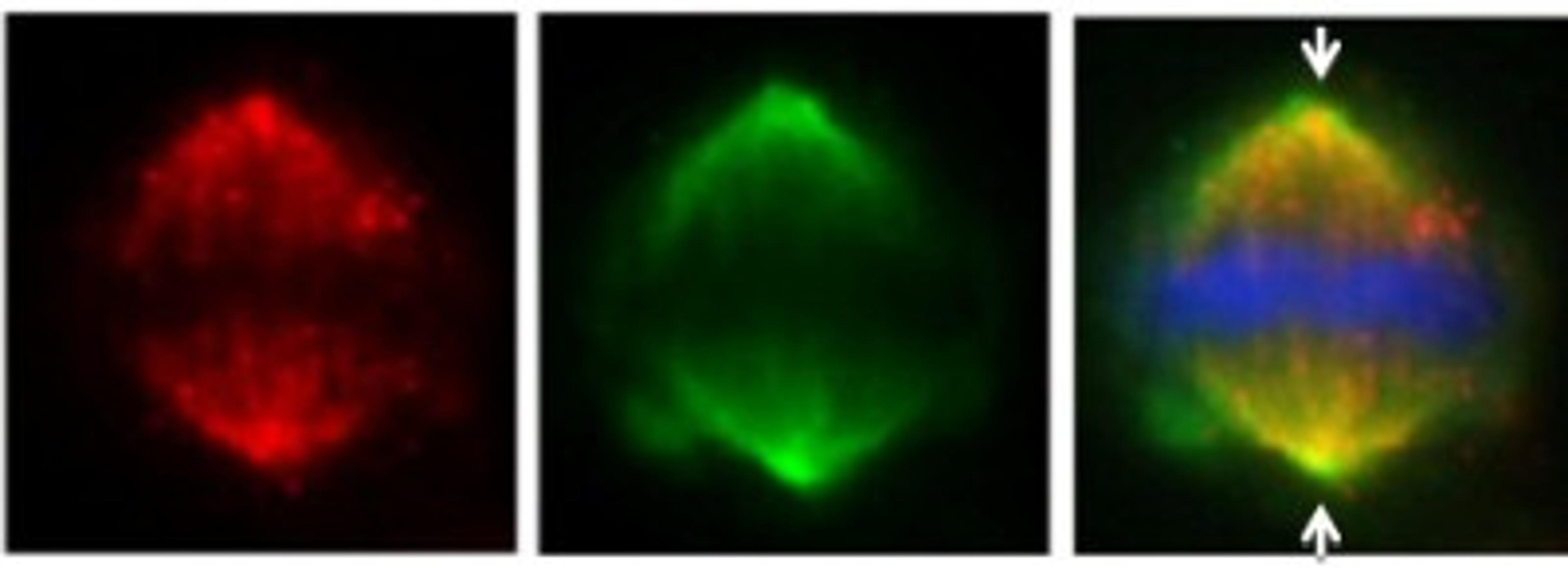 Immunocytochemistry/Immunofluorescence: FAM29A Antibody [NBP2-16416] - ( IFA using NBP2-16416 at 1: 500; red) co-localizes at the mitotic spindle with Hice1-GFP (HAUS-GFP; green) in U2OS cells. DAPI staining (blue) shows mitotic chromosomes. Arrows indicate spindle poles.