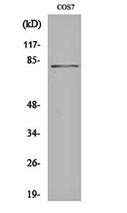 Western blot analysis of COS7 cell lysates using Stat4 (phospho-Y693) antibody