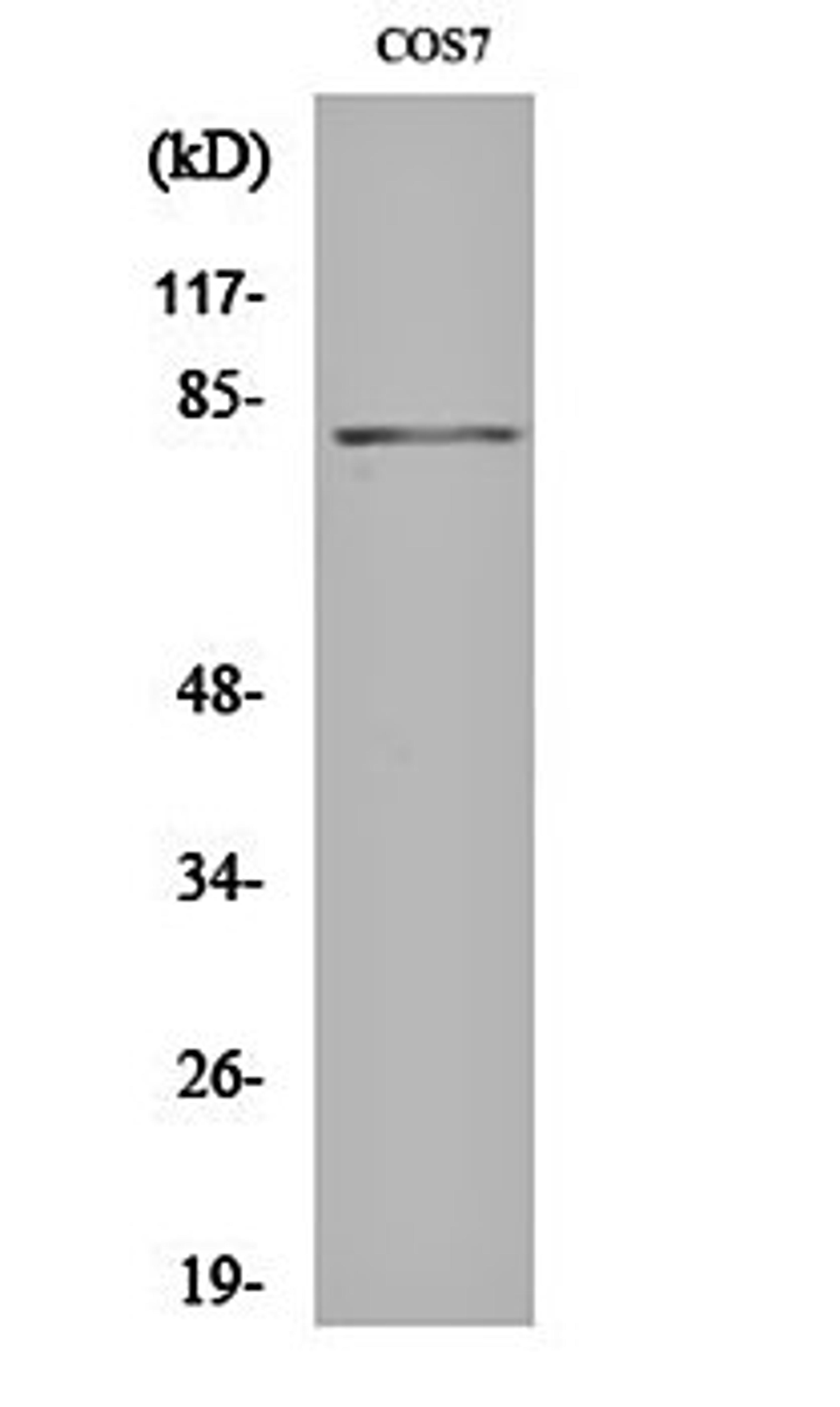 Western blot analysis of COS7 cell lysates using Stat4 (phospho-Y693) antibody