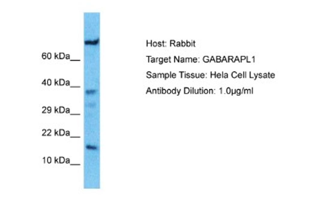 Western Blot: GABARAPL1 Antibody [NBP1-55202] - Hela Whole Cell lysates, Antibody Dilution: 1.0 ug/ml.