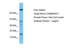 Western Blot: GABARAPL1 Antibody [NBP1-55202] - Hela Whole Cell lysates, Antibody Dilution: 1.0 ug/ml.