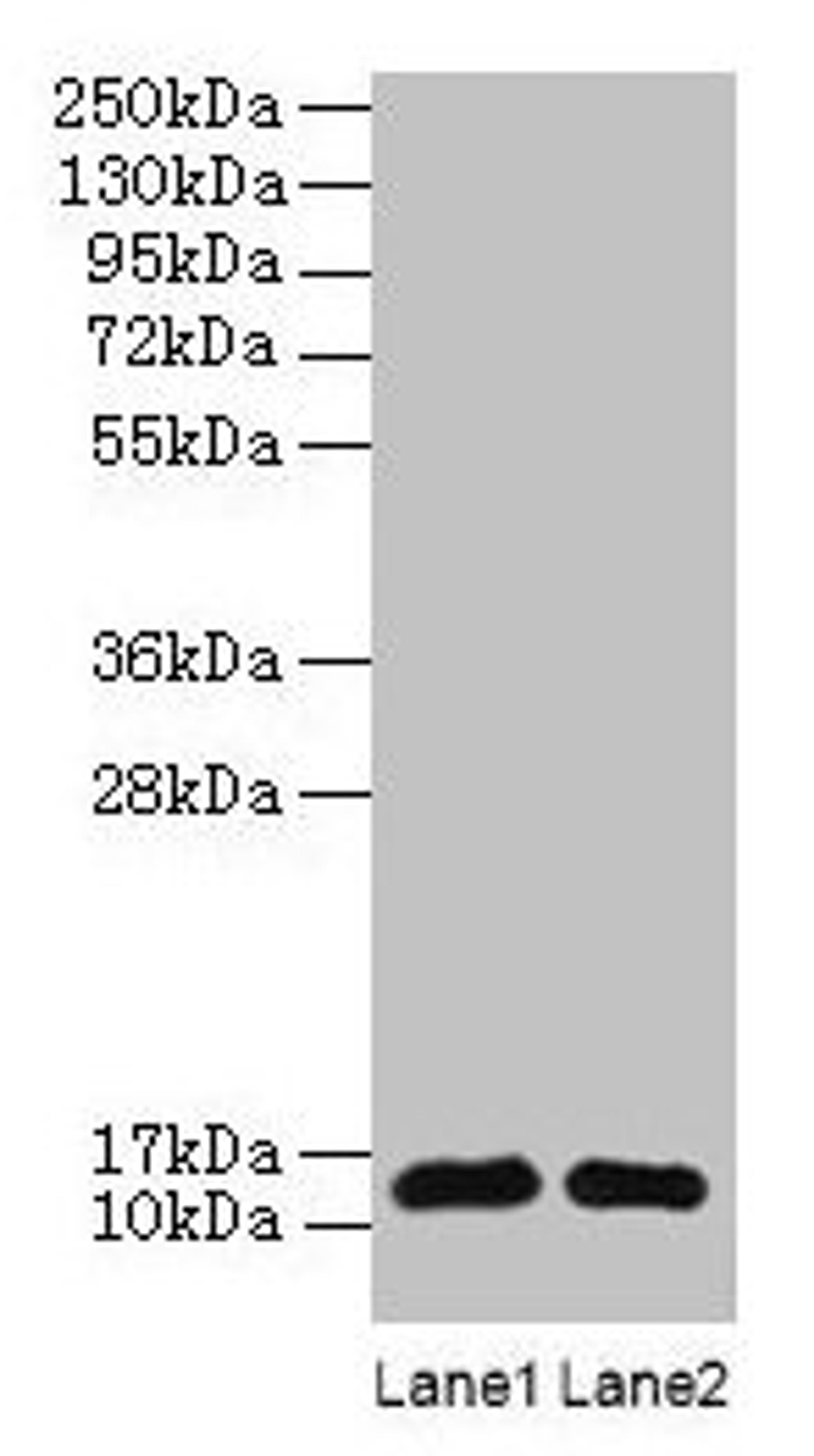 Western blot. All lanes: RPL36AL antibody at 2µg/ml. Lane 1: EC109 whole cell lysate. Lane 2: 293T whole cell lysate. Secondary. Goat polyclonal to rabbit IgG at 1/15000 dilution. Predicted band size: 13 kDa. Observed band size: 13 kDa
