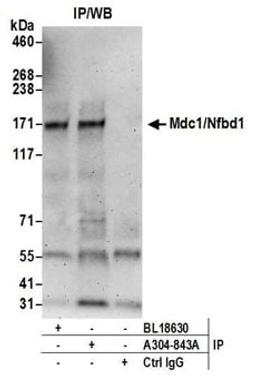 Detection of mouse Mdc1/Nfbd1 by western blot of immunoprecipitates.