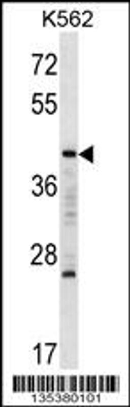 Western blot analysis in K562 cell line lysates (35ug/lane).