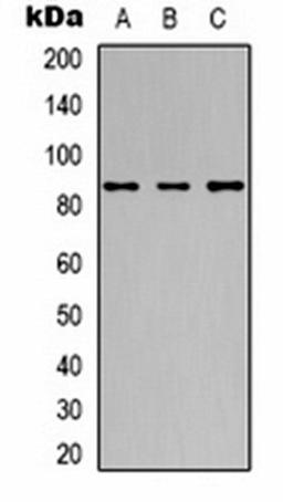 Western blot analysis of Hela (Lane 1), Jurkat (Lane 2), HepG2 (Lane 3) whole cell lysates using 42644 antibody