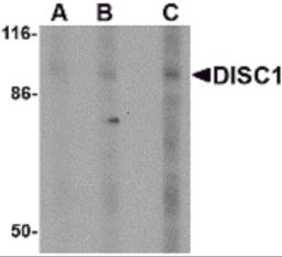 Western blot analysis of DISC1 in SK-N-SH cell lysate with DISC1 antibody at (A) 0.5, (B) 1 and (C) 2 &#956;g/mL.