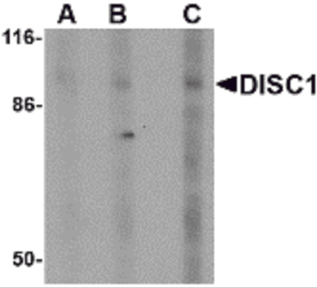 Western blot analysis of DISC1 in SK-N-SH cell lysate with DISC1 antibody at (A) 0.5, (B) 1 and (C) 2 μg/mL.