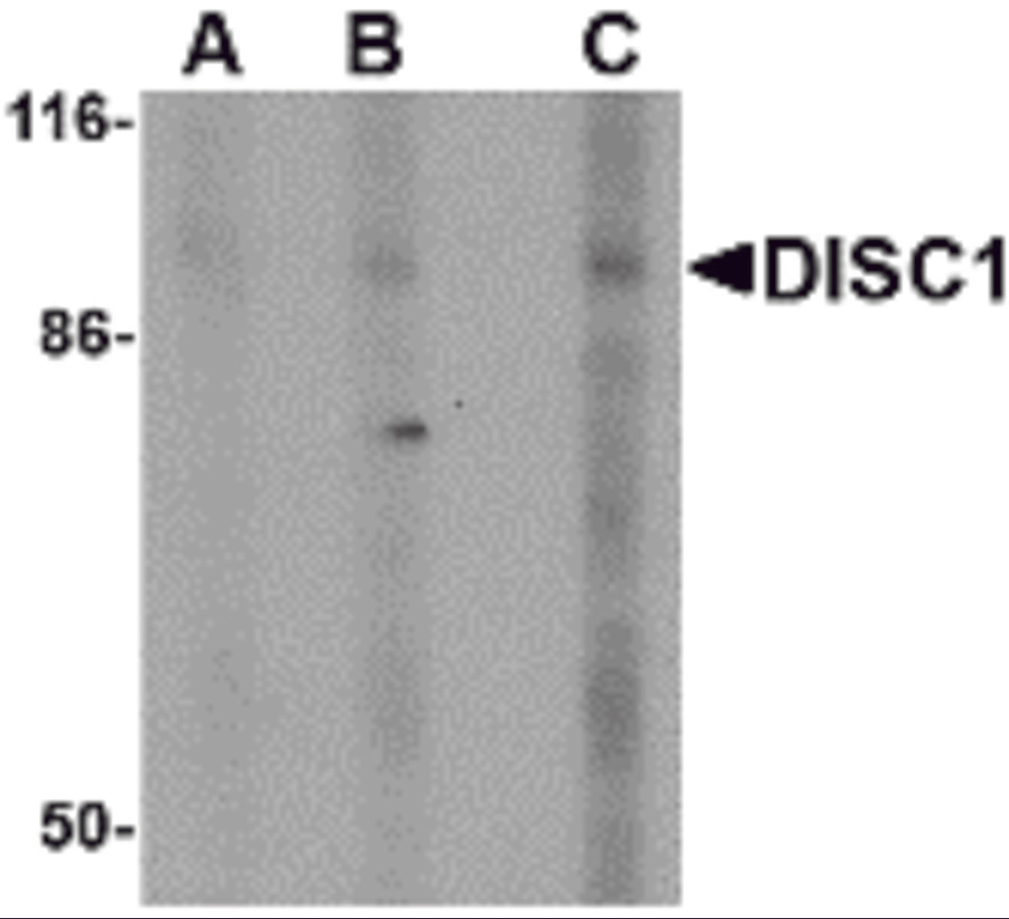 Western blot analysis of DISC1 in SK-N-SH cell lysate with DISC1 antibody at (A) 0.5, (B) 1 and (C) 2 μg/mL.