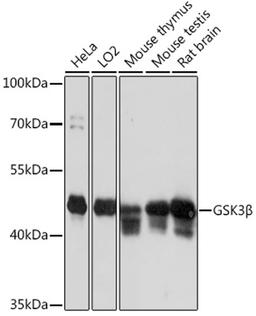 Western blot - GSK3ß antibody (A16868)