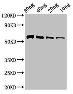Western Blot. Positive WB detected in Recombinant protein. All lanes: Thiaminase-1 antibody at 3µg/ml. Secondary. Goat polyclonal to rabbit IgG at 1/50000 dilution. Predicted band size: 58 kDa. Observed band size: 58 kDa