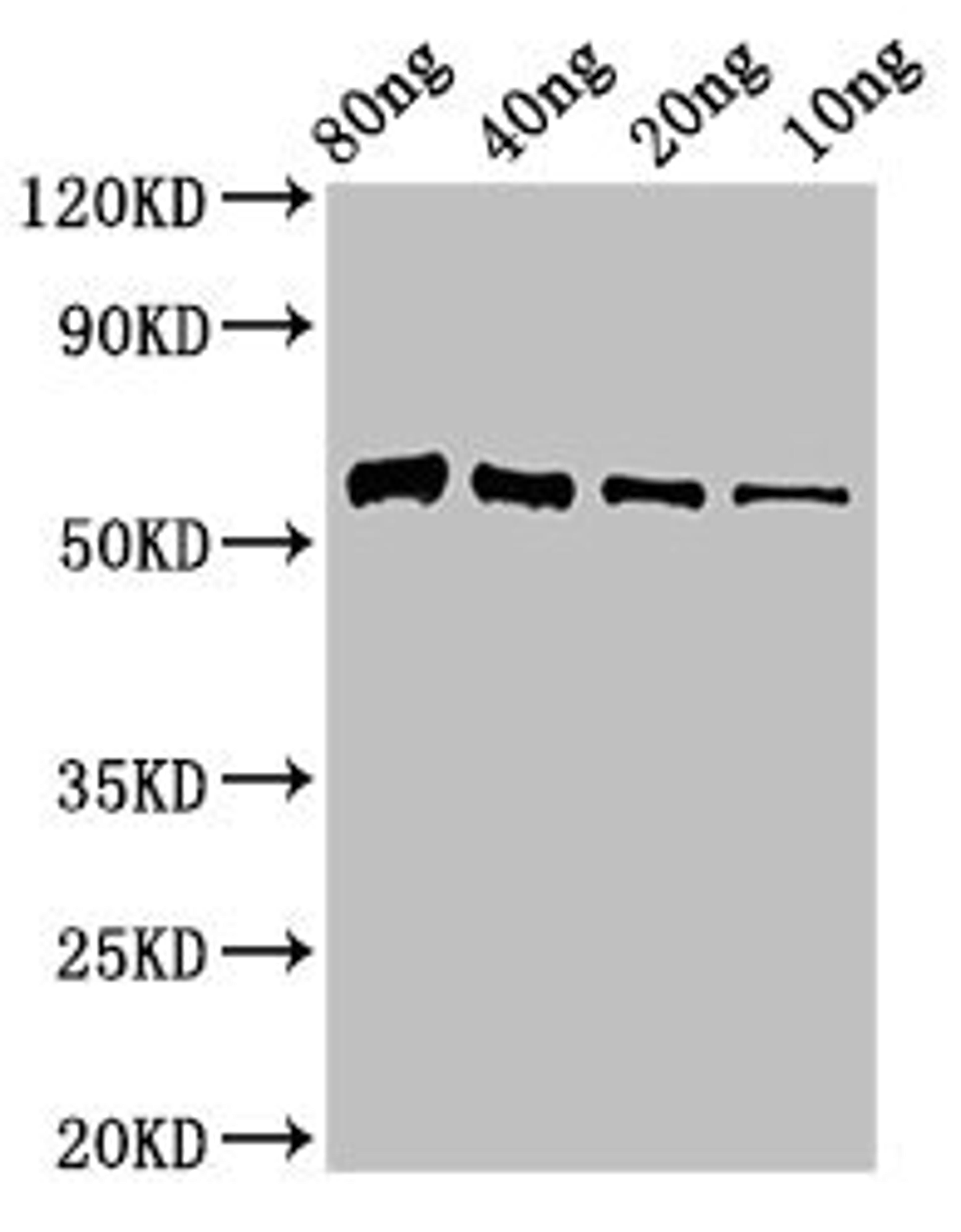 Western Blot. Positive WB detected in Recombinant protein. All lanes: Thiaminase-1 antibody at 3µg/ml. Secondary. Goat polyclonal to rabbit IgG at 1/50000 dilution. Predicted band size: 58 kDa. Observed band size: 58 kDa
