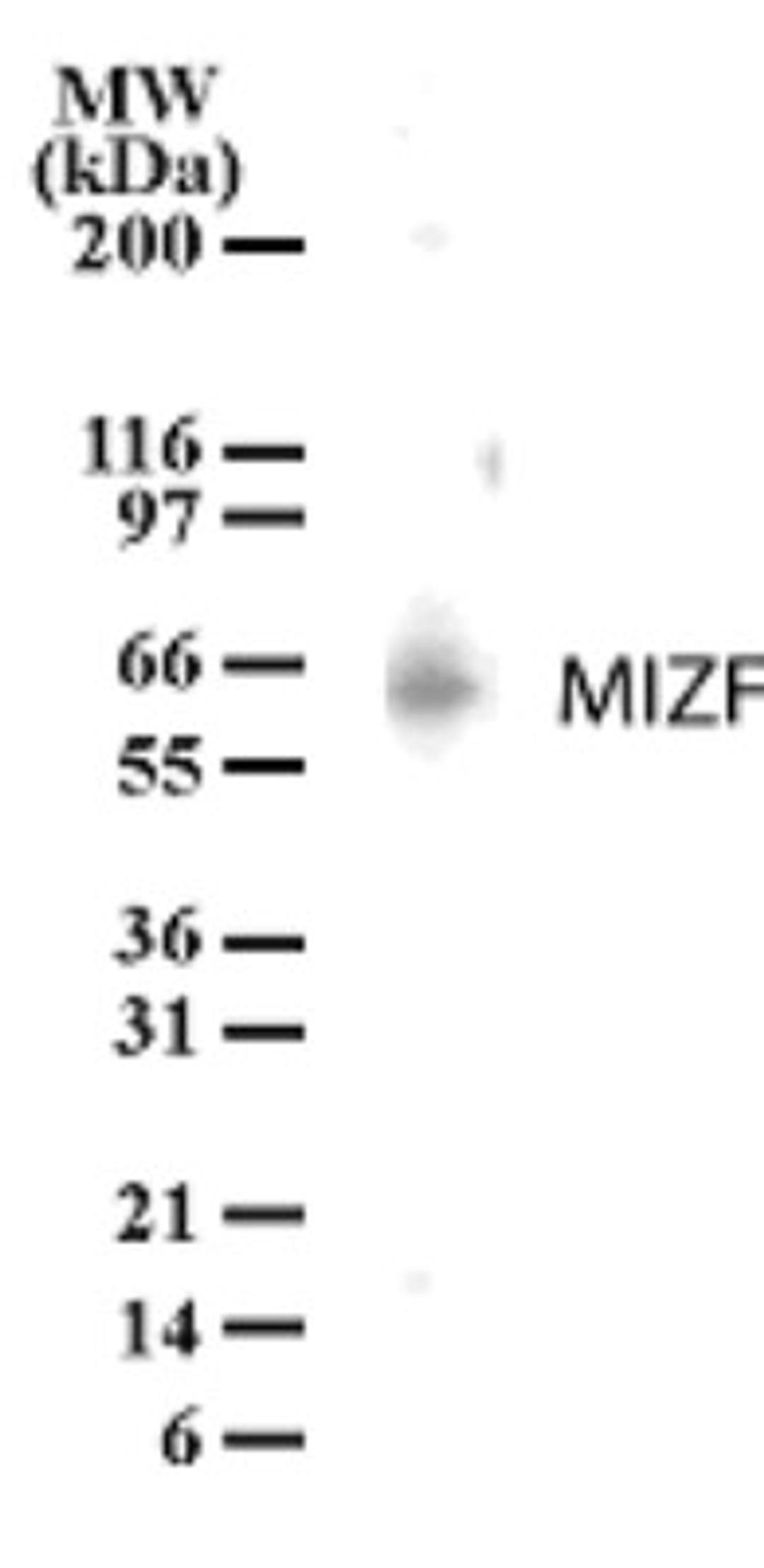 Western Blot: HINFP Antibody [NB100-56628] - Analysis of HINFP in MOLT-4 cell lysate using this antibody at 1 ug/ml.