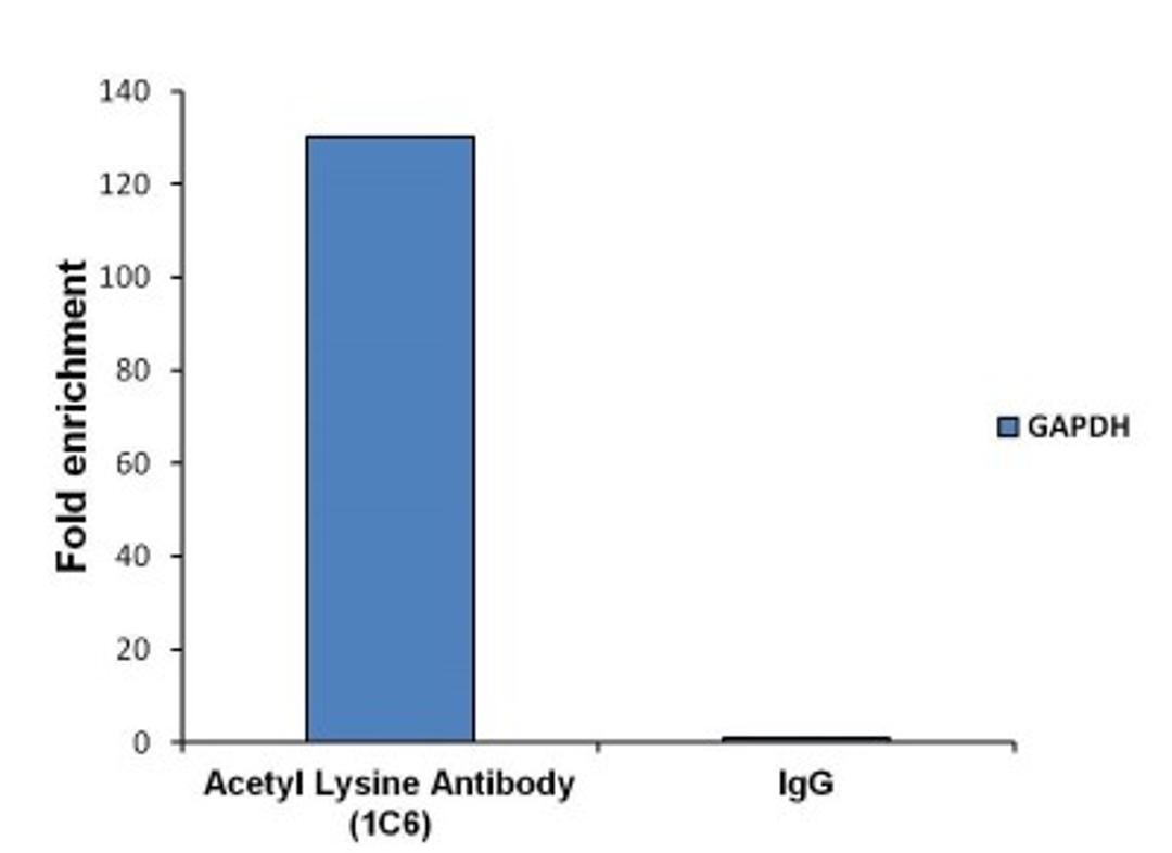 Chromatin Immunoprecipitation: Acetylated Lysine Antibody (1C6) [NB100-74339] - Analysis of chromatin proteins with acetylated lysines was performed using cross-linked chromatin from 4x10^6 LNCaP cells. Immunoprecipitation was performed using the Magnetic ChIP kit with 10ug of an Acetyl Lysine monoclonal antibody. Quantitative real-time PCR data was obtained using a Thermo PikoReal PCR System, SYBR Green PCR Master Mix, and primers (5’-TACTAGCGGTTTTACGGGCG, 3’-TCGAACAGGAGGAGCAGAGAGCGA) flanking the human GAPDH promoter proximal to the start site of transcription. Quantitation of immunoprecipitated GAPDH promoter sequence is presented as fold enrichment of the acetyl lysine monoclonal antibody versus non-specific IgG.