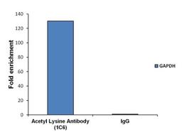 Chromatin Immunoprecipitation: Acetylated Lysine Antibody (1C6) [NB100-74339] - Analysis of chromatin proteins with acetylated lysines was performed using cross-linked chromatin from 4x10^6 LNCaP cells. Immunoprecipitation was performed using the Magnetic ChIP kit with 10ug of an Acetyl Lysine monoclonal antibody. Quantitative real-time PCR data was obtained using a Thermo PikoReal PCR System, SYBR Green PCR Master Mix, and primers (5’-TACTAGCGGTTTTACGGGCG, 3’-TCGAACAGGAGGAGCAGAGAGCGA) flanking the human GAPDH promoter proximal to the start site of transcription. Quantitation of immunoprecipitated GAPDH promoter sequence is presented as fold enrichment of the acetyl lysine monoclonal antibody versus non-specific IgG.