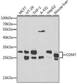 Western blot - COMT antibody (A1294)