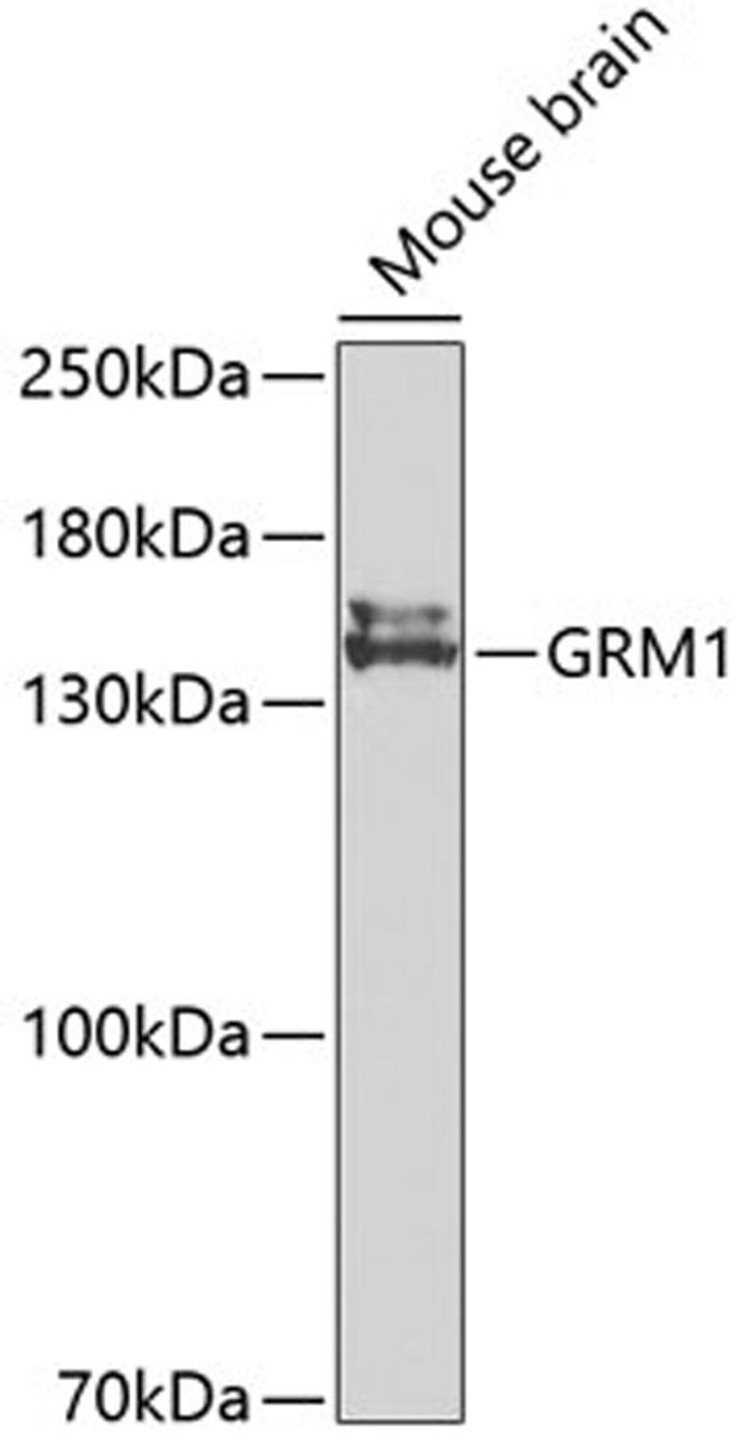 Western blot - GRM1 antibody (A2963)