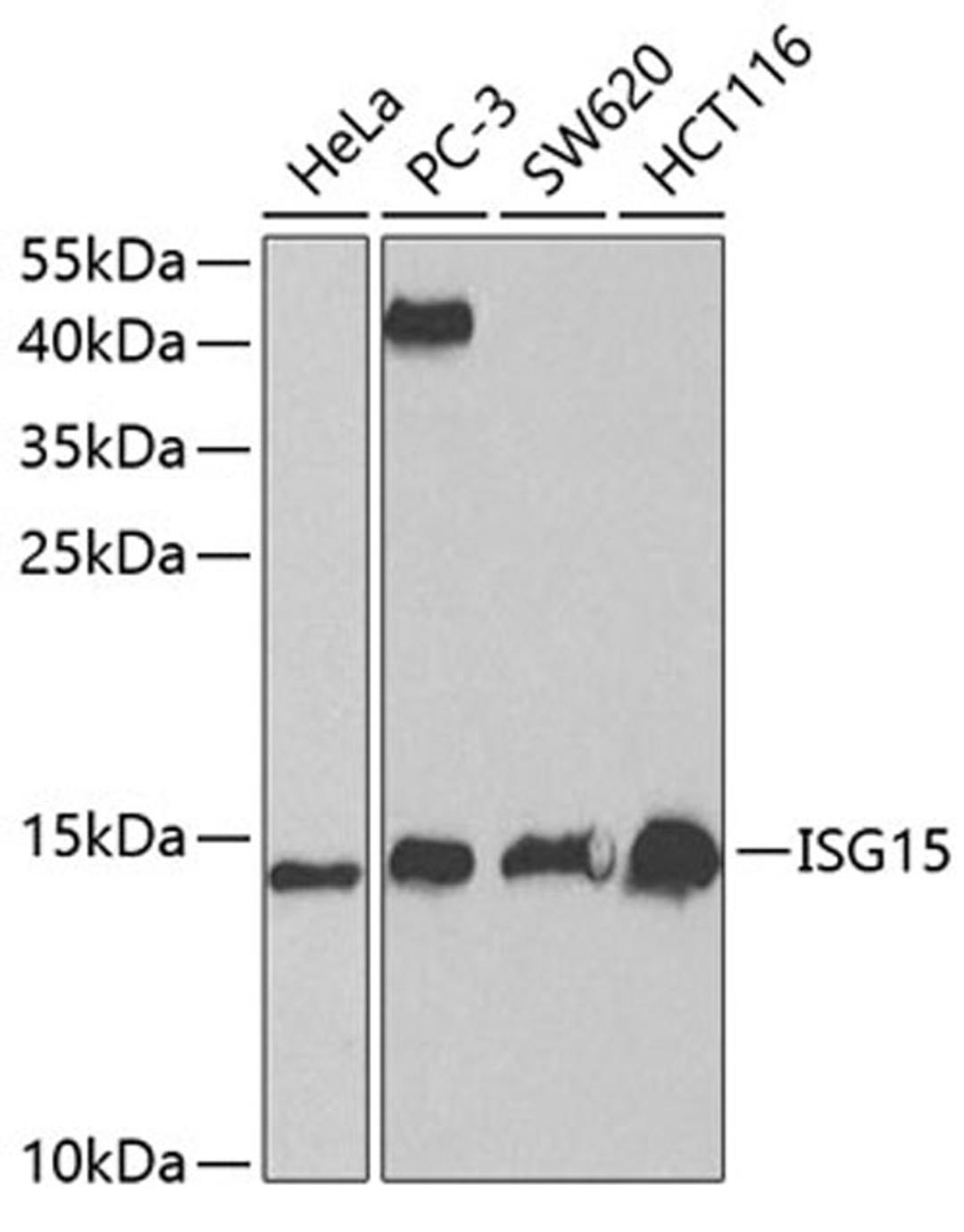 Western blot - ISG15 antibody (A1182)