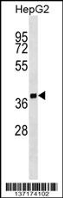 Western blot analysis in HepG2 cell line lysates (35ug/lane).