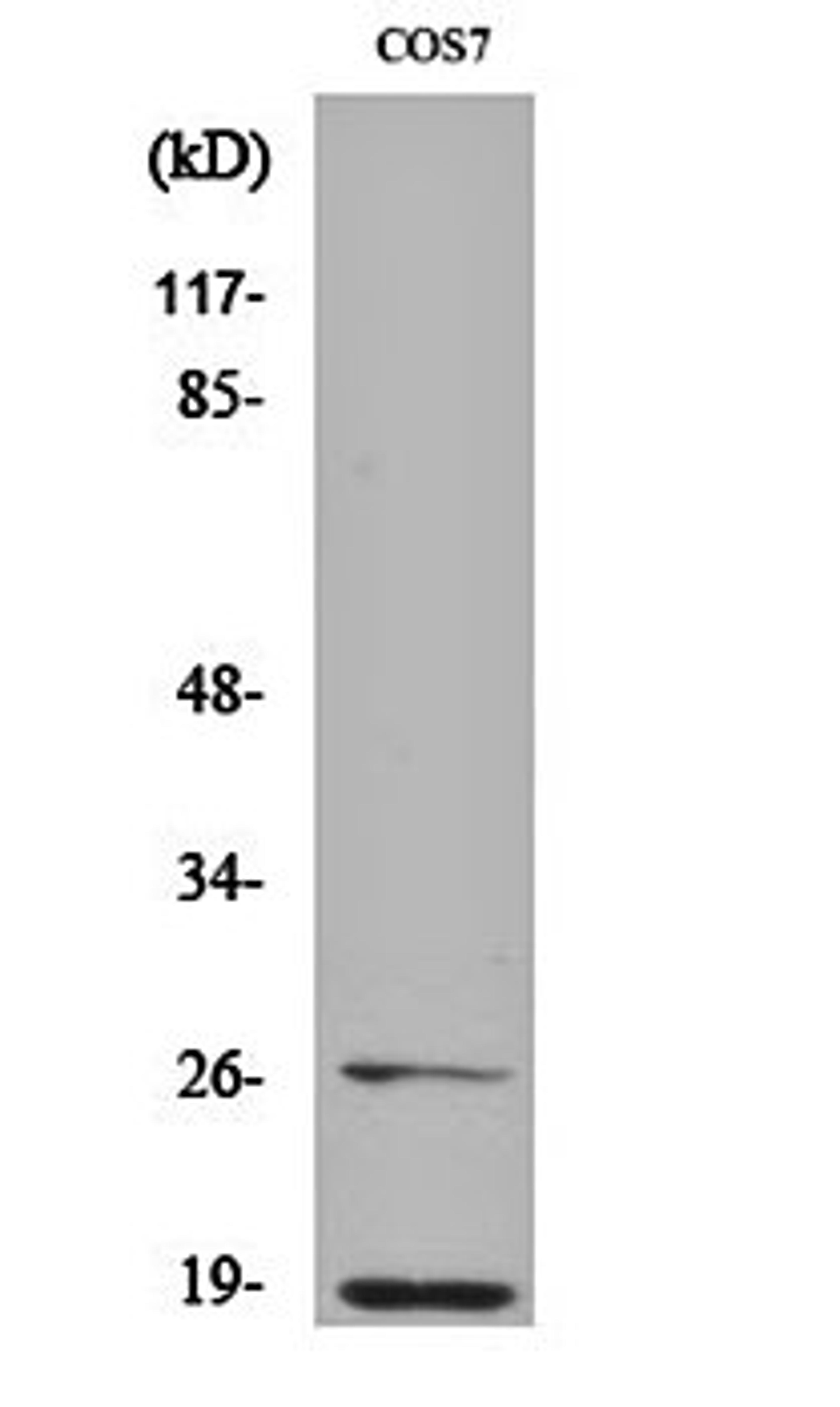 Western blot analysis of COS7 cell lysates using Neddylin antibody