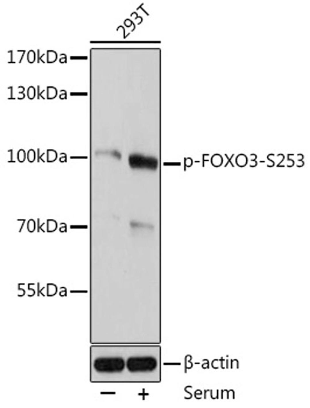 Western blot - Phospho-FOXO3-S253 antibody (AP0684)