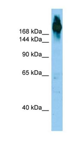 Western blot analysis of HepG2 Whole Cell tissue using FLNC antibody