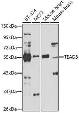 Western blot - TEAD3 antibody (A7454)