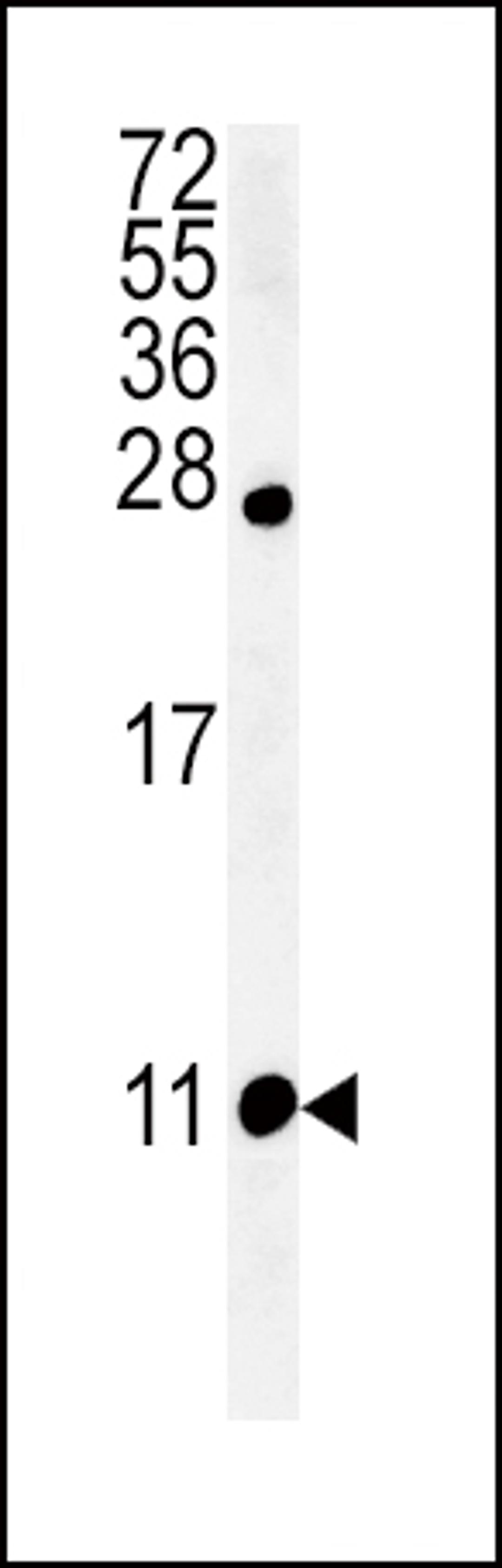 Western blot analysis of NPFF Antibody in 293 cell line lysates (35ug/lane)