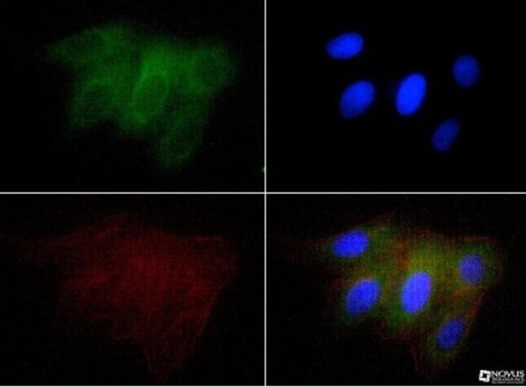 Immunocytochemistry/Immunofluorescence: Osteopontin/OPN Antibody (1B20) [NB110-89062] - Osteopontin antibody was tested at 1:50 in U2OS cells with FITC (green). Nuclei and actin were counterstained with Dapi (blue) and Phalloidin (red).