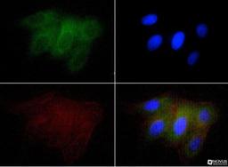 Immunocytochemistry/Immunofluorescence: Osteopontin/OPN Antibody (1B20) [NB110-89062] - Osteopontin antibody was tested at 1:50 in U2OS cells with FITC (green). Nuclei and actin were counterstained with Dapi (blue) and Phalloidin (red).