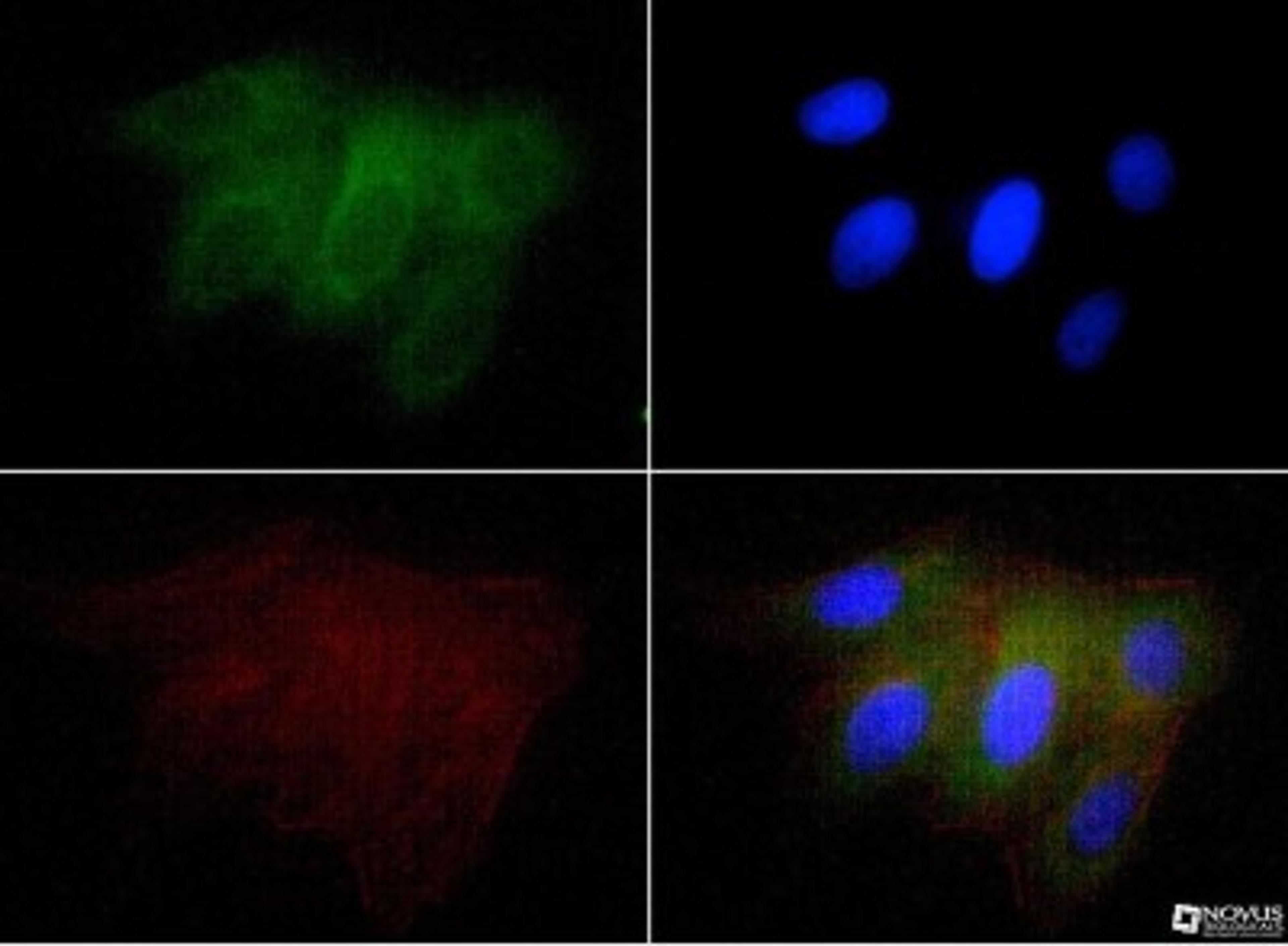 Immunocytochemistry/Immunofluorescence: Osteopontin/OPN Antibody (1B20) [NB110-89062] - Osteopontin antibody was tested at 1:50 in U2OS cells with FITC (green). Nuclei and actin were counterstained with Dapi (blue) and Phalloidin (red).