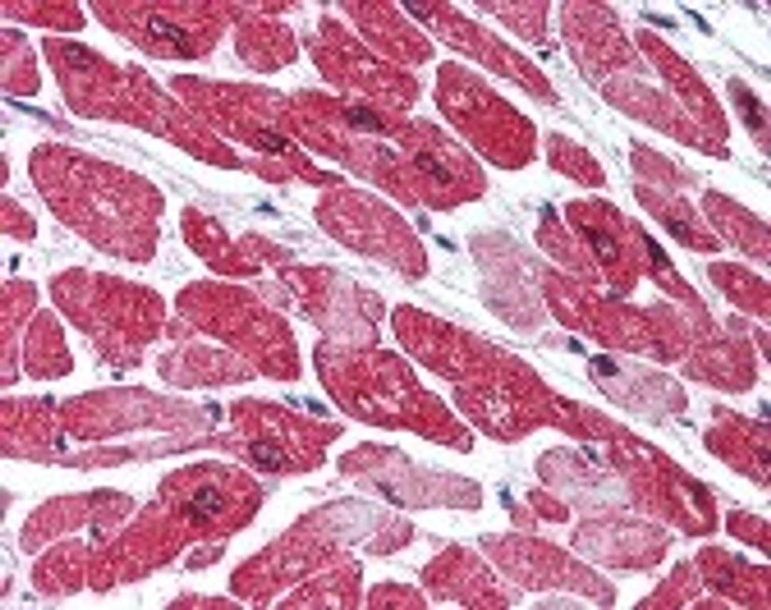 Immunohistochemistry staining of AOF2 in heart tissue using AOF2 Antibody.