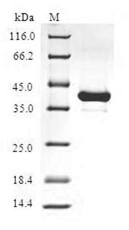 (Tris-Glycine gel) Discontinuous SDS-PAGE (reduced) with 5% enrichment gel and 15% separation gel.