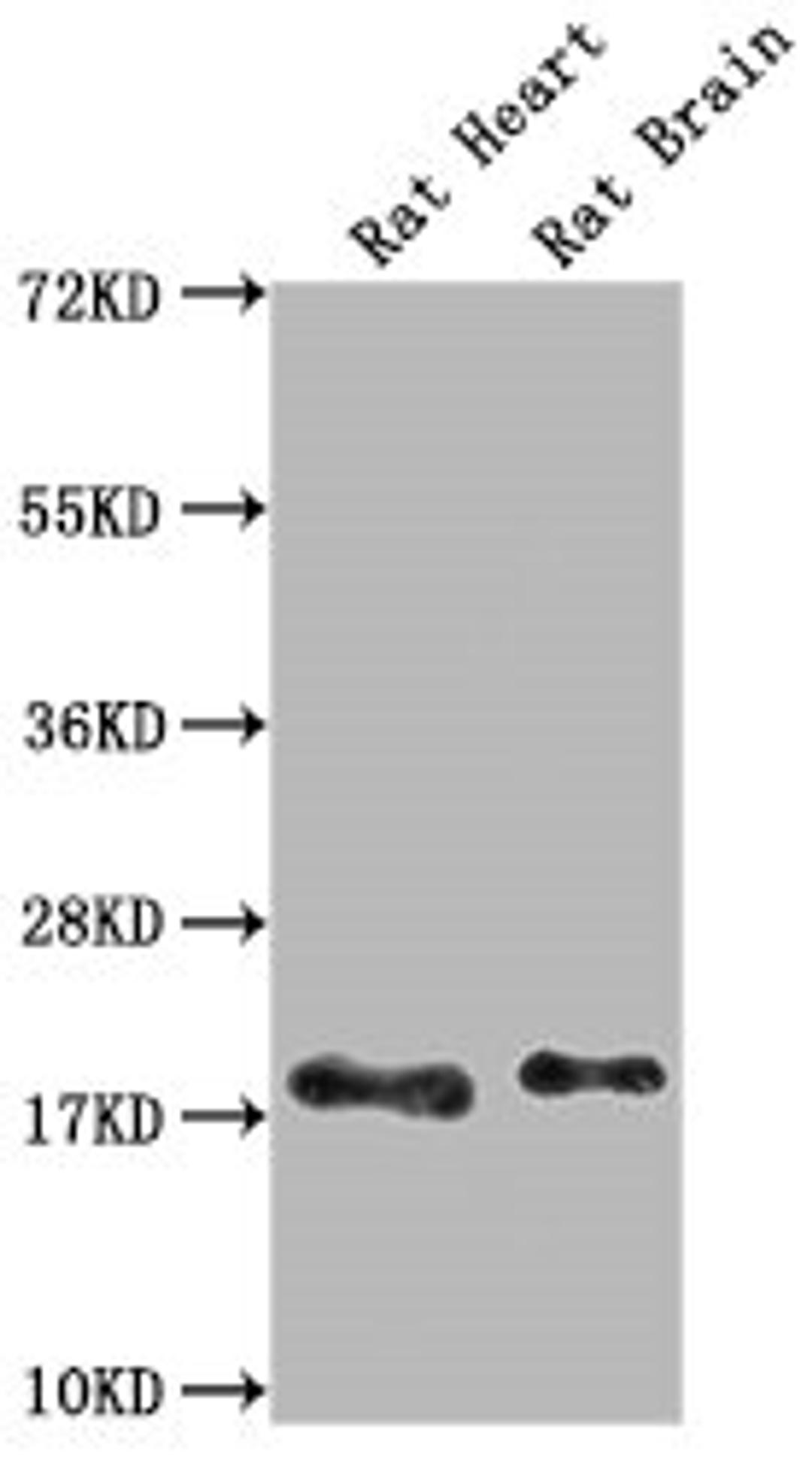 Western Blot. Positive WB detected in: Rat Heart tissue, Rat Brain tissue. All lanes: Fgf2 antibody at 1:1000. Secondary. Goat polyclonal to rabbit IgG at 1/50000 dilution. Predicted band size: 18 kDa. Observed band size: 18 kDa. 