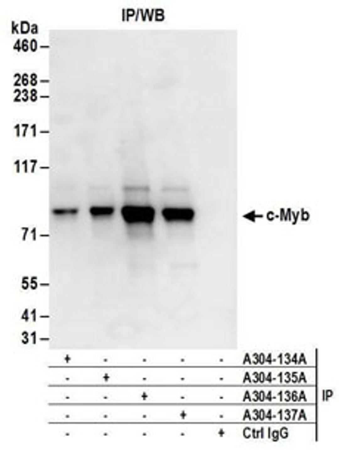 Detection of human c-Myb by western blot of immunoprecipitates.