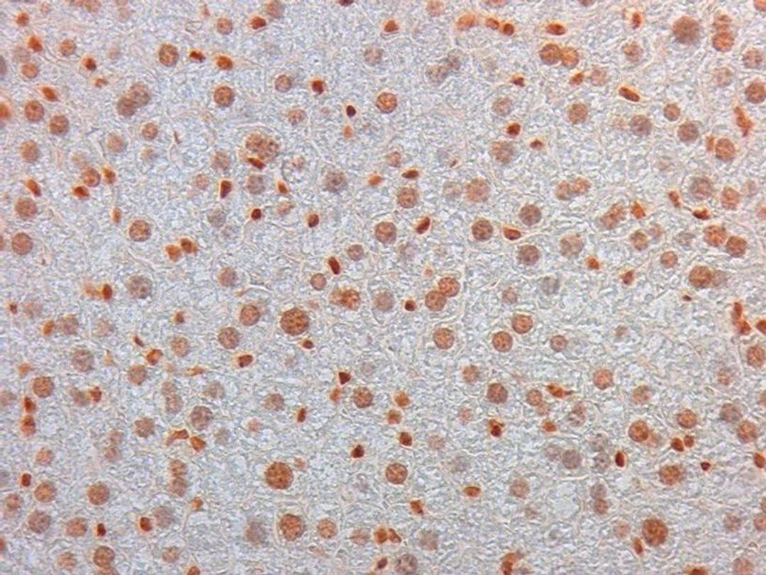 Immunohistochemical staining of Mouse Liver tissue using AKT3 PE antibody (RPE)