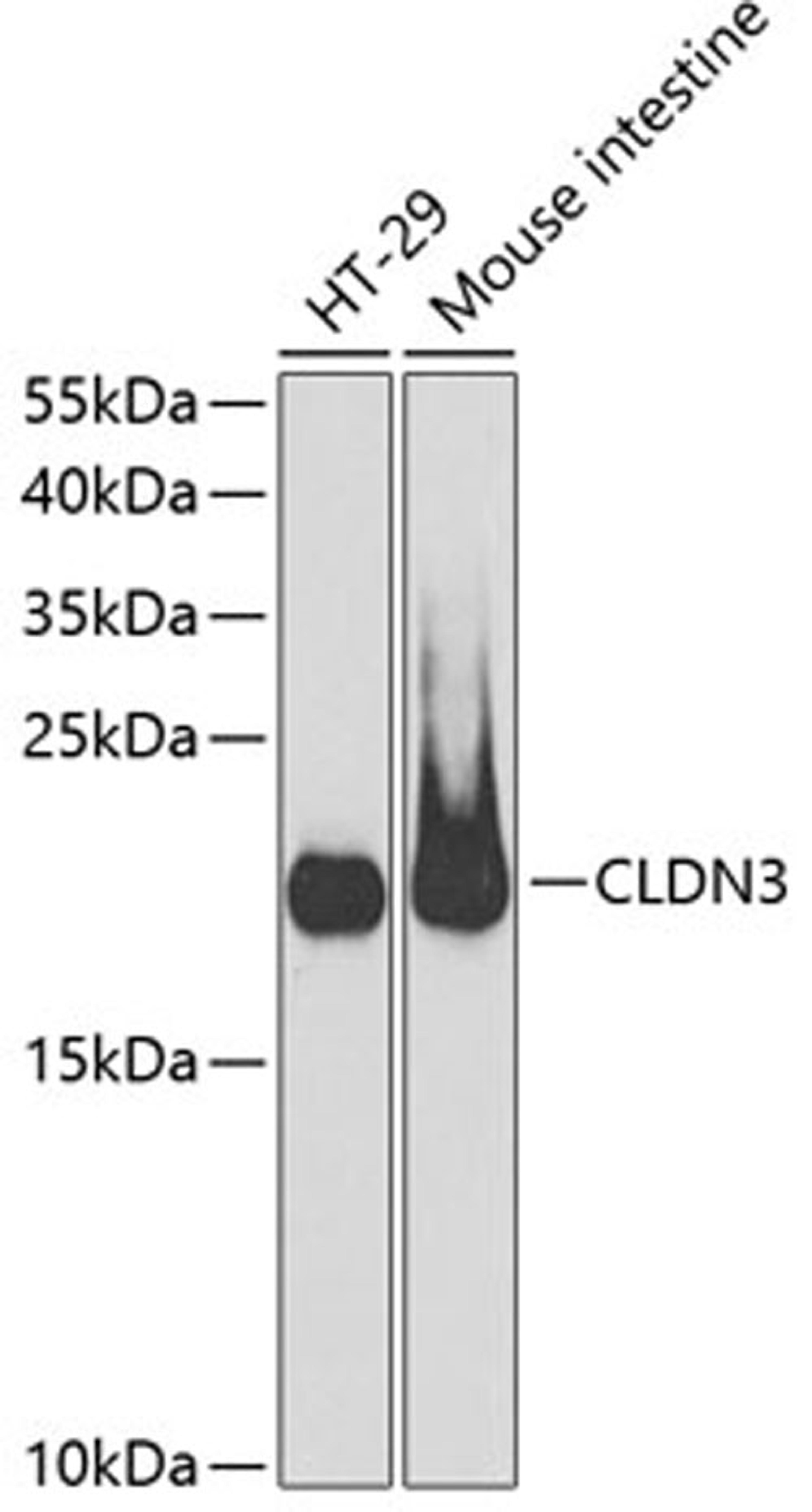 Western blot - CLDN3 antibody (A2946)