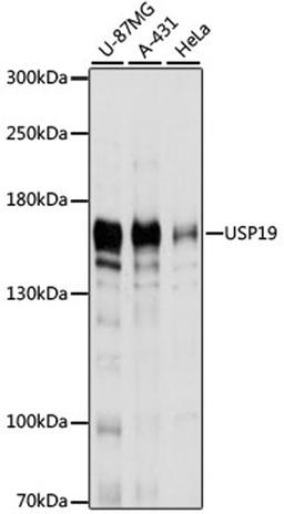 Western blot - USP19 antibody (A9723)