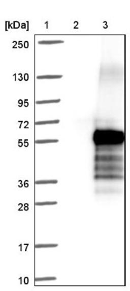 Western Blot: RP5-1077B9.4 Antibody [NBP1-87394] - Lane 1: Marker [kDa] 250, 130, 95, 72, 55, 36, 28, 17, 10<br/>Lane 2: Negative control (vector only transfected HEK293T lysate)<br/>Lane 3: Over-expression lysate (Co-expressed with a C-terminal myc-DDK tag (~3.1 kDa) in mammalian HEK293T cells, LY402887)