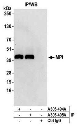 Detection of human MPI by western blot of immunoprecipitates.