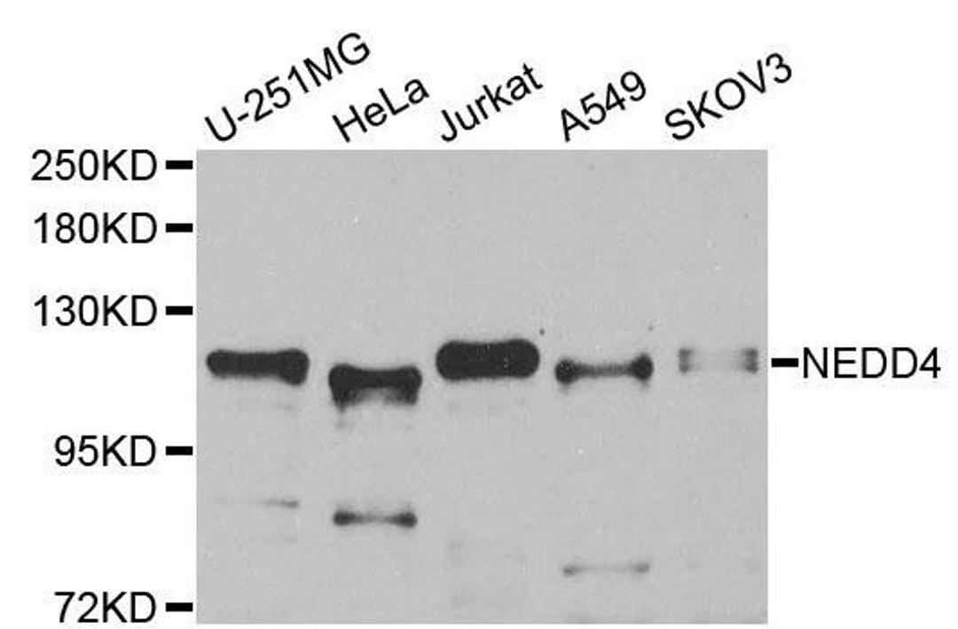 Western blot analysis of extracts of various cell lines using NEDD4 antibody