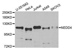 Western blot analysis of extracts of various cell lines using NEDD4 antibody